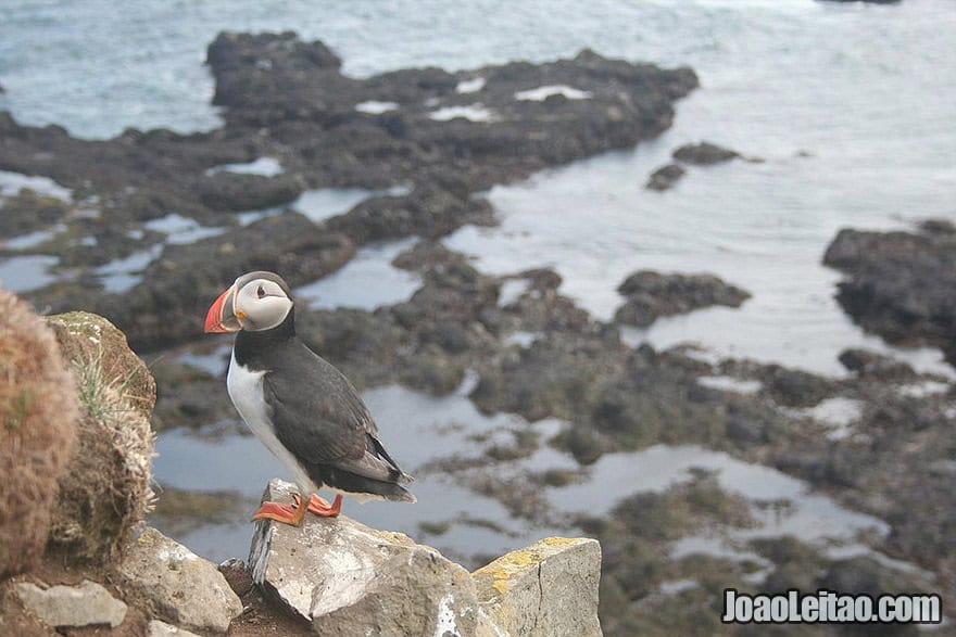 Photo of Adorable Atlantic PUFFIN in Latrabjarg, Iceland