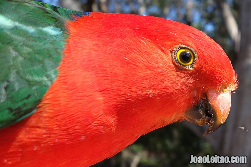 Photo of AUSTRALIA KING PARROT in Australia