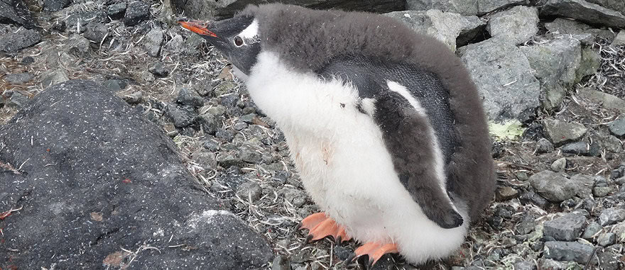 Baby Gentoo Penguin in Petermann Island Antarctica 