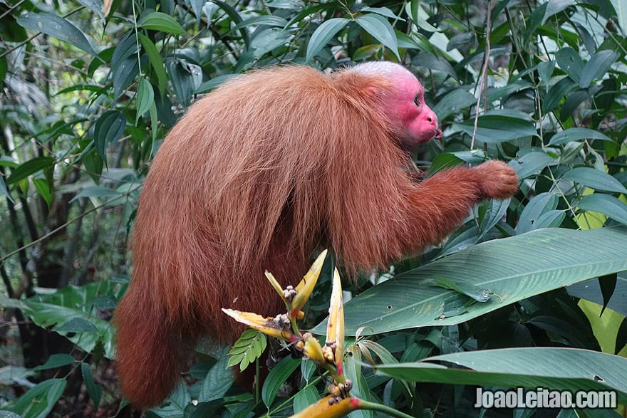 Photo of BALD UAKARI or RED FACE MONKEY in the Amazon, Peru