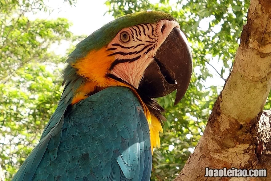 Photo of wounded BLUE YELLOW MACAW in an Animal Rescue Center, Brazil