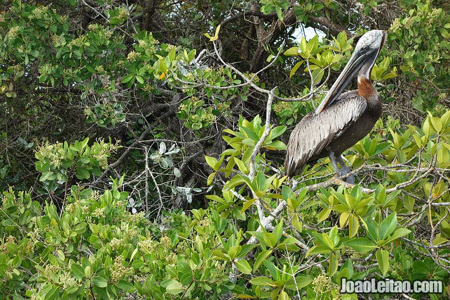 Photo of BROWN PELICAN on top of a tree in Galapagos, Ecuador