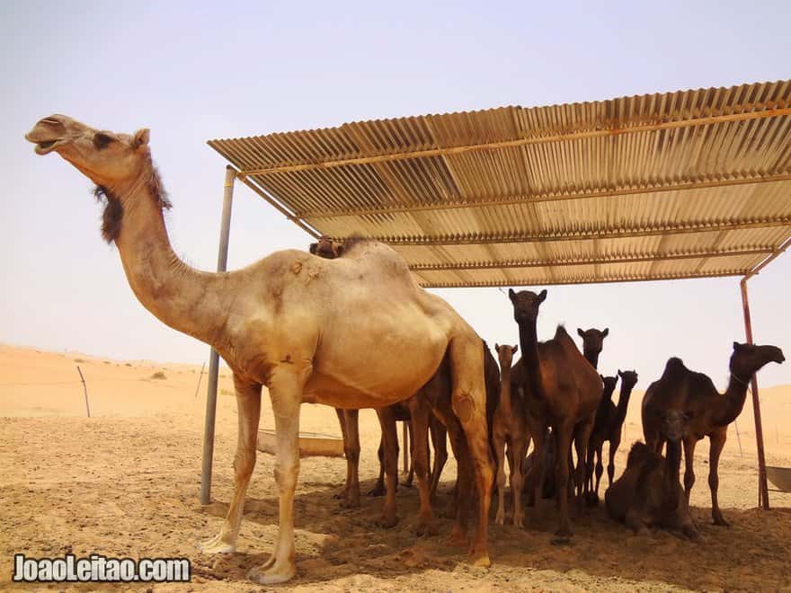 Visit Camel Farms United Arab Emirates