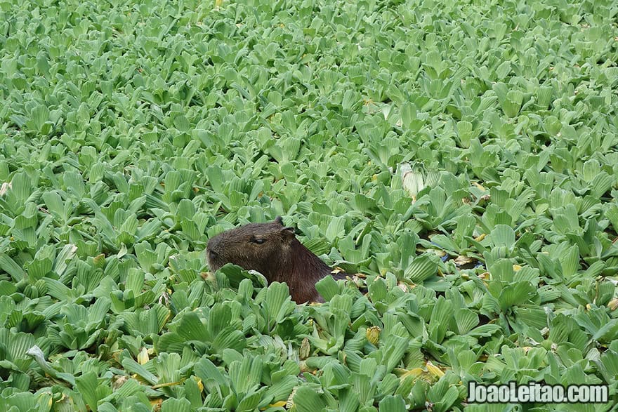 Photo of a lonely CAPYBARA, Peru