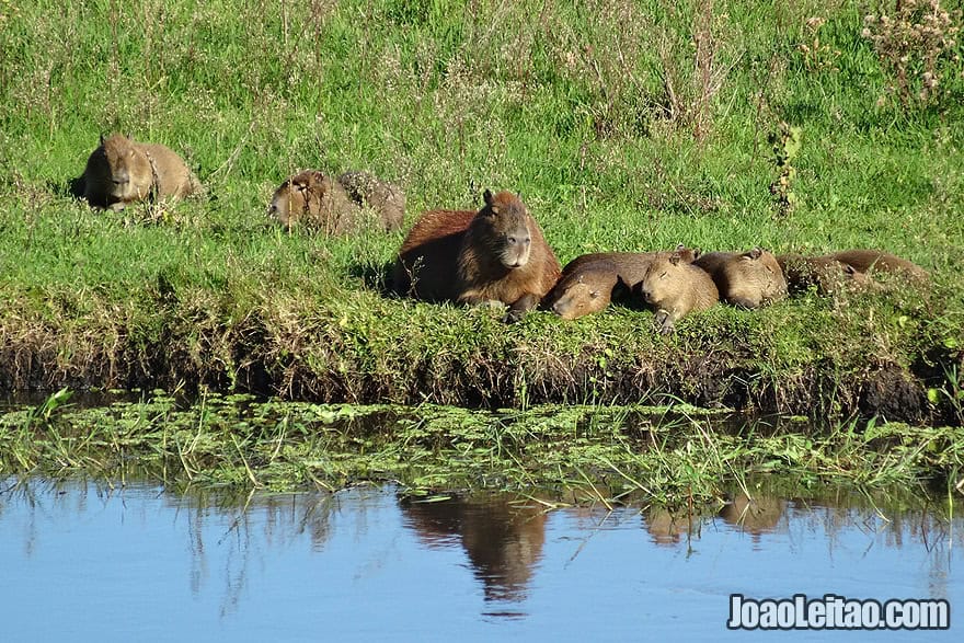 Photo of CAPYBARAS family in the wild, south Brazil