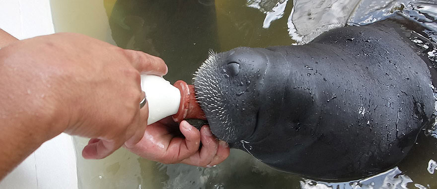 Feeding an orphan manatee at Centro de Rescate Amazónico, Quistococha Peru