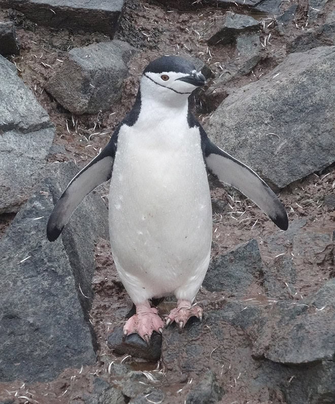 Chinstrap Penguin in Half Moon Island,  South Shetland Islands of Antarctica