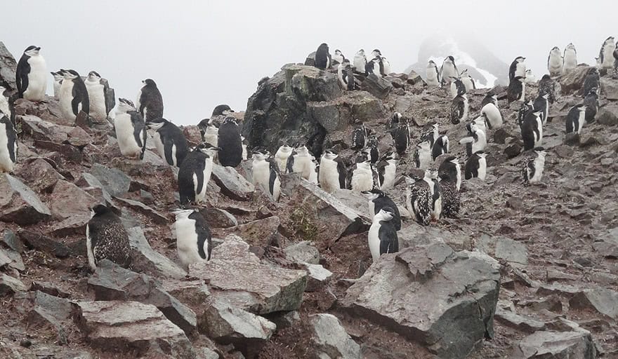 Chinstrap penguin colony in Half Moon Island