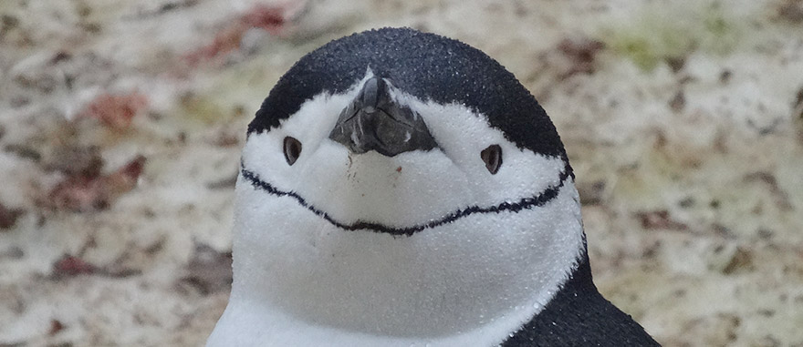 Close-up of the head of a Chinstrap Penguin