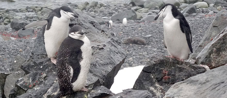 Chinstrap Penguins in Antarctica