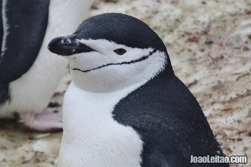 Photo of CHINSTRAP PENGUIN face detail, Antarctica