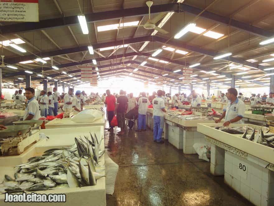 Visit Deira Fish Market United Arab Emirates