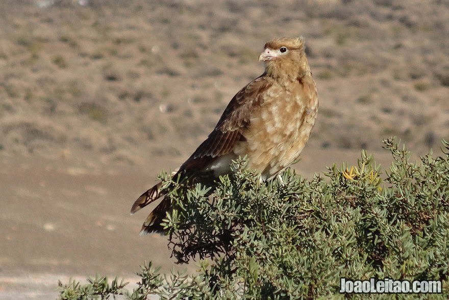 Photo of EAGLE in Patagonia, Argentina