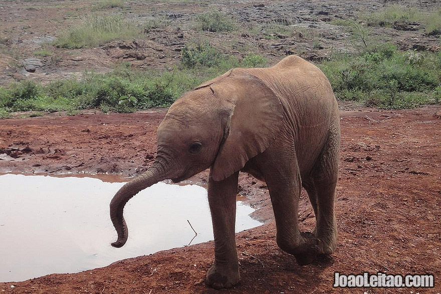 Photo of orphan baby ELEPHANT playing in Nairobi Kenya