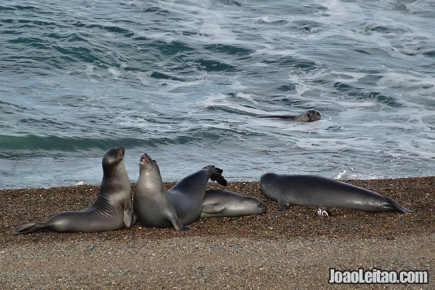 Photo of ELEPHANT SEALS fighting in Valdes Peninsula, Argentina