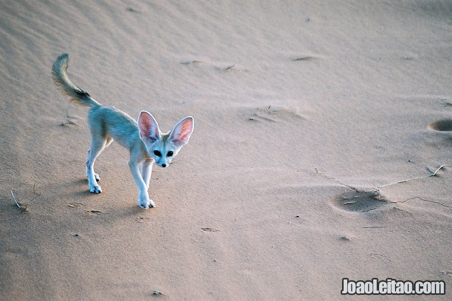 Photo of FENNEC FOX from Sahara Desert, Morocco