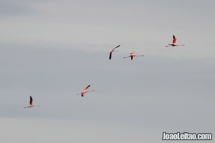 Photo of FLAMINGOS flying in Patagonia, Argentina