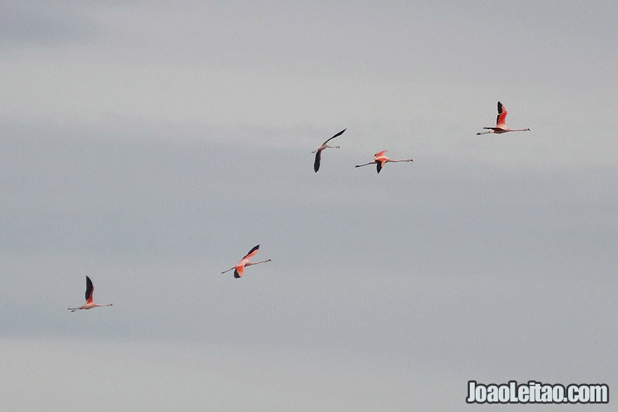 Photo of FLAMINGOS flying in Patagonia, Argentina