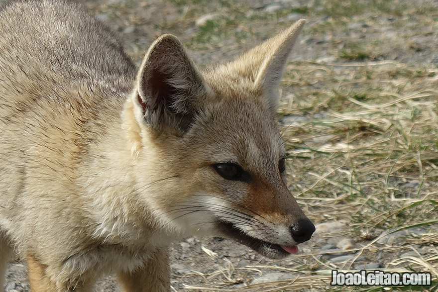 Photo of FOX in Tierra del Fuego, Chile