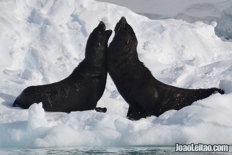 Photo of FUR SEALS fighting on top of ice block in Antarctica