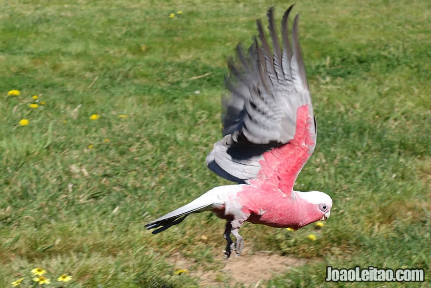 Photo of GALAH or ROSE BREASTED COCKATOO in Canberra, Australia