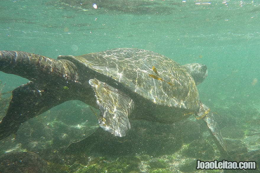 Photo of GALAPAGOS GREEN TURTLE searching for food, Ecuador