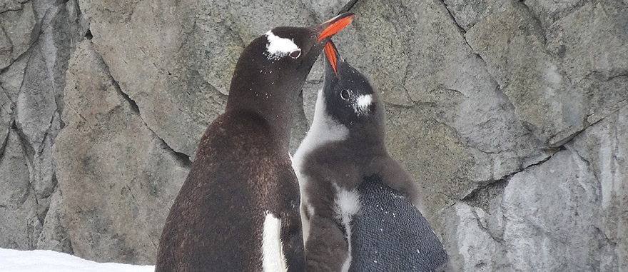 Two Gentoo Penguins in Antarctica