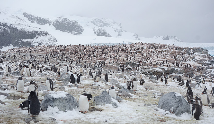 Gentoo penguin colony in Cuverville Island
