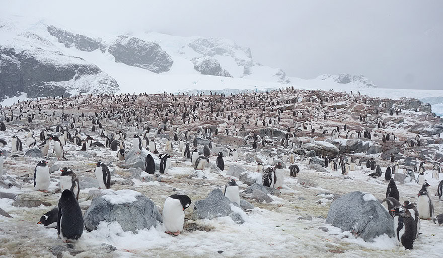 Gentoo penguin colony in Cuverville Island