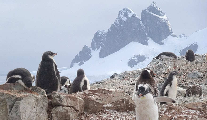 Gentoo penguin colony in Danco Island