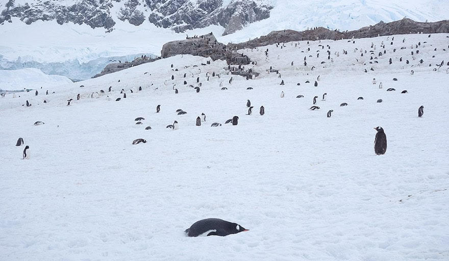 Gentoo penguin colony in Neko Harbour