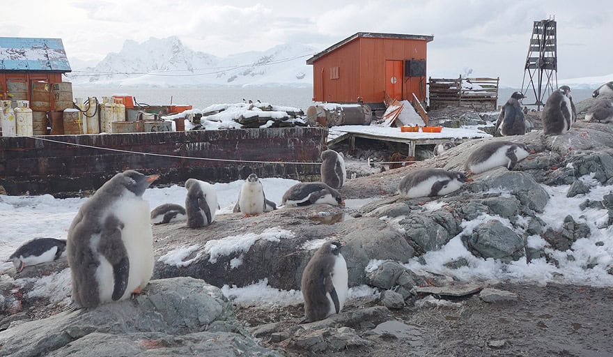 Gentoo penguin colony in Paradise Harbour