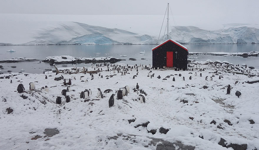 Gentoo penguin colony in Goudier Island