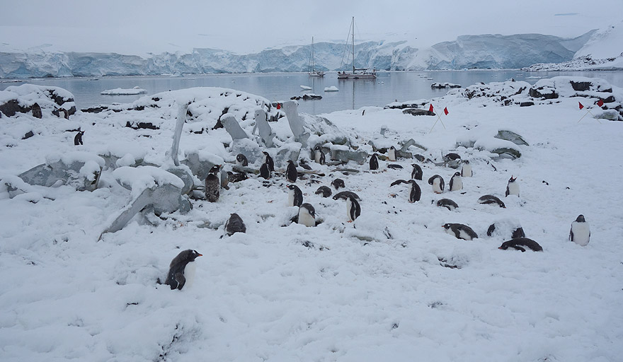 Gentoo penguin colony in Jougla Point