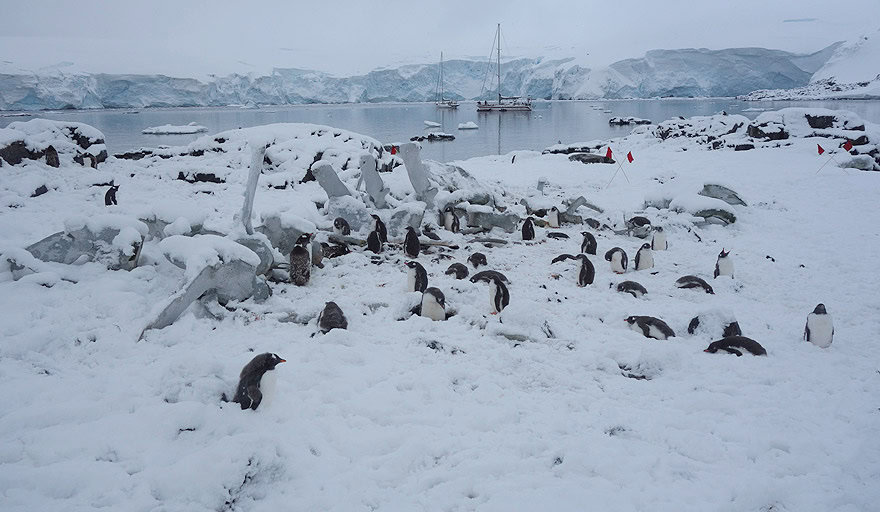 Gentoo penguin colony in Jougla Point