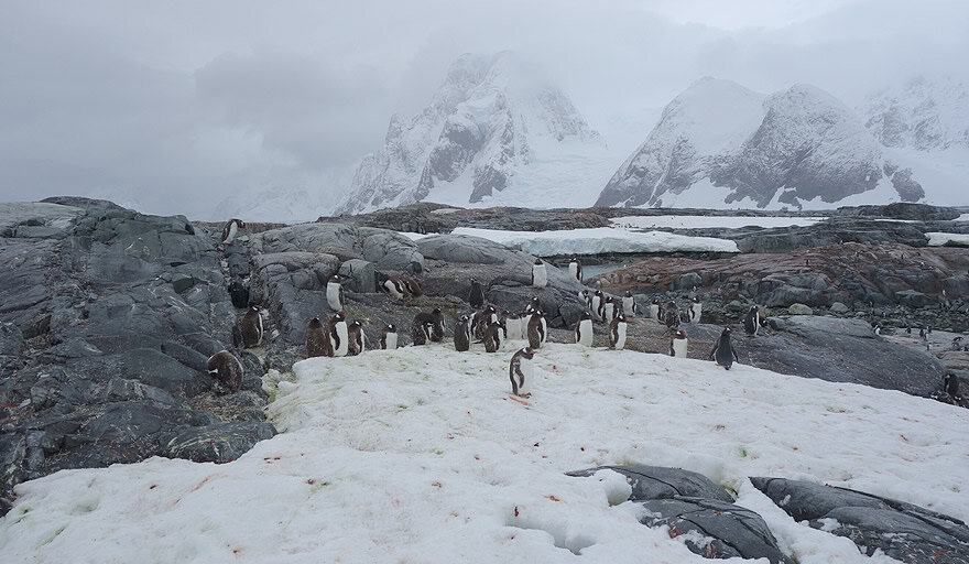 Gentoo penguin colony in Petermann Island