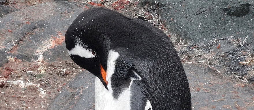 Gentoo penguin preening in Petermann Island