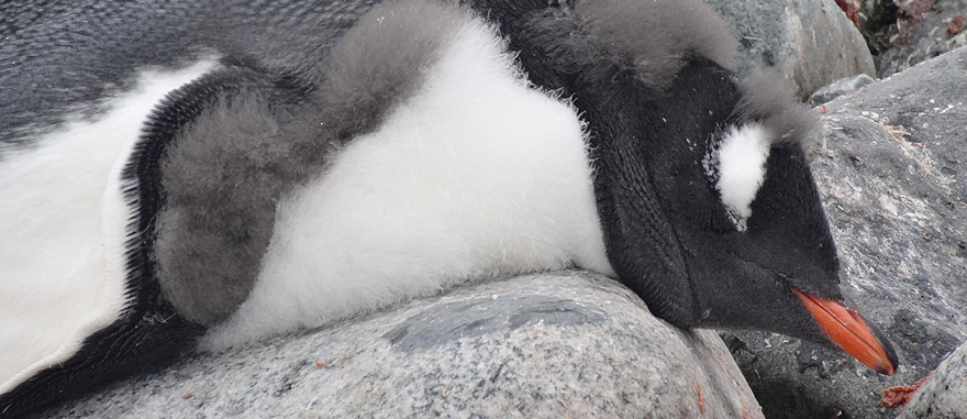 Gentoo penguin sleeping in Petermann Island