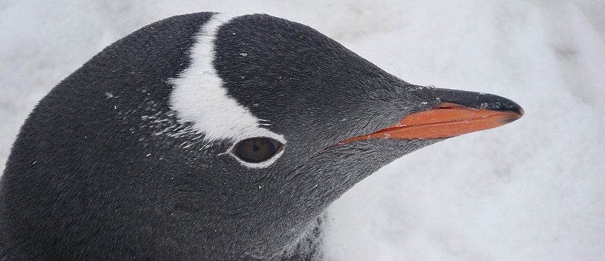 Close-up of the head of a Gentoo Penguin