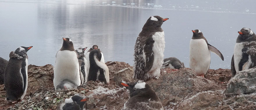 Gentoo Penguins in Antarctica