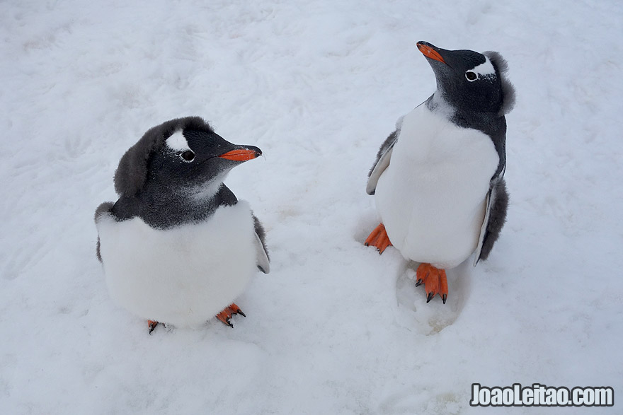 Photo of cute little GENTOO PENGUINS in Antarctica