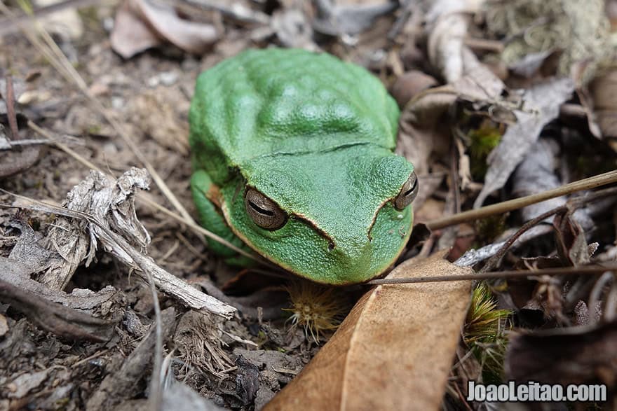 Photo of GREEN TREE FROG in Pueblo de los Muertos, Peru