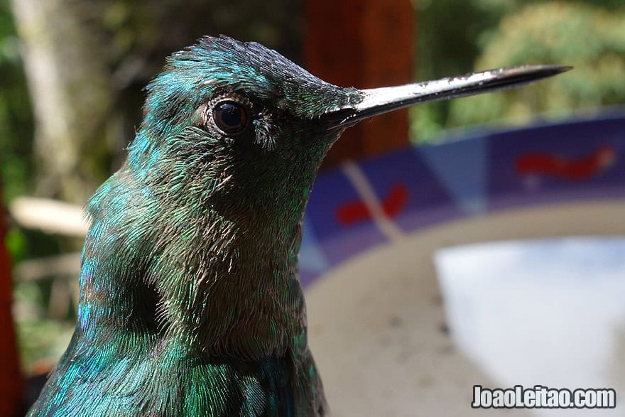 Photo of amazing HUMMINGBIRD in Cocora Valley, Colombia