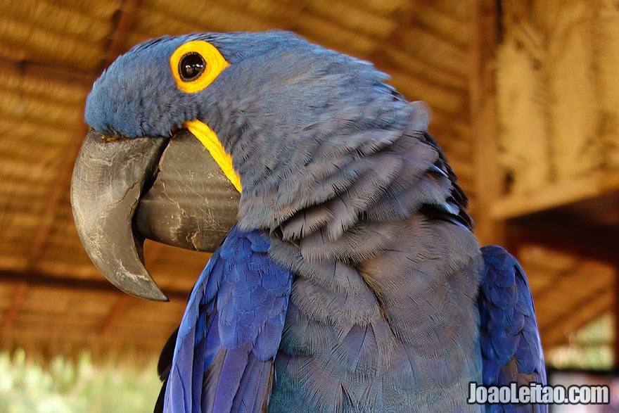 Photo of wounded blue HYACINTH MACAW in an Animal rescue center, Brazil