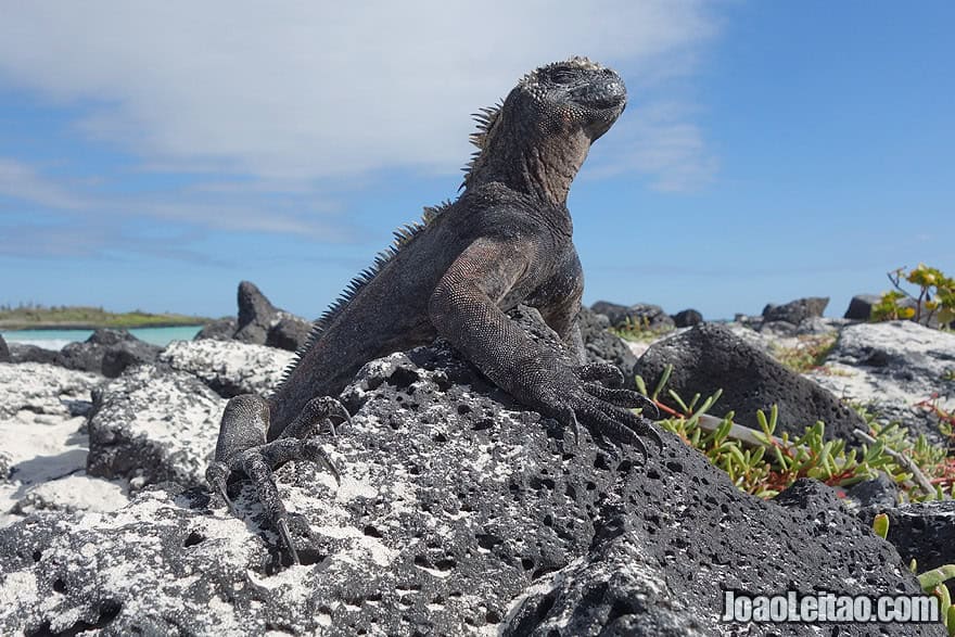 Photo of MARINE IGUANA getting some Sun on the beach in Galapagos Islands, Ecuador