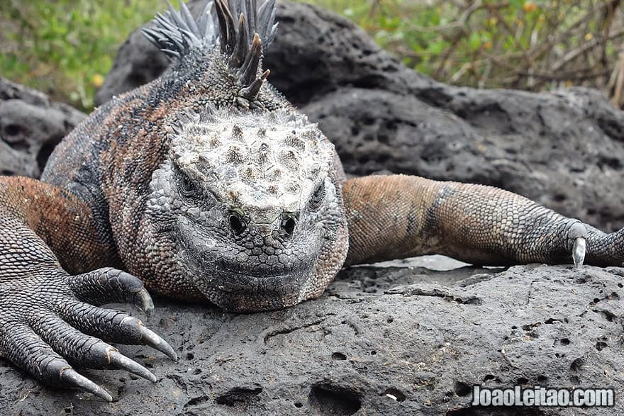 Photo of MARINE IGUANA in Galapagos Islands, Ecuador