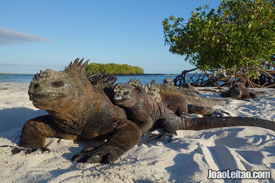 Photo of MARINE IGUANA family on the beach in Galapagos Islands, Ecuador