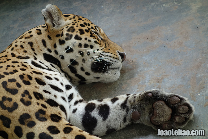 Photo of JAGUAR sleeping after being saved from poachers, Peru