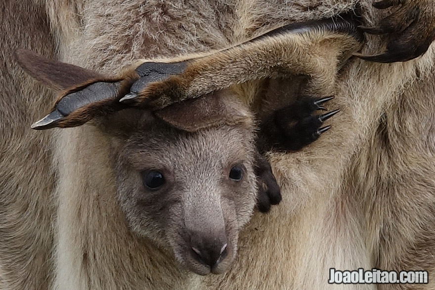 Photo of baby KANGAROO in Australia