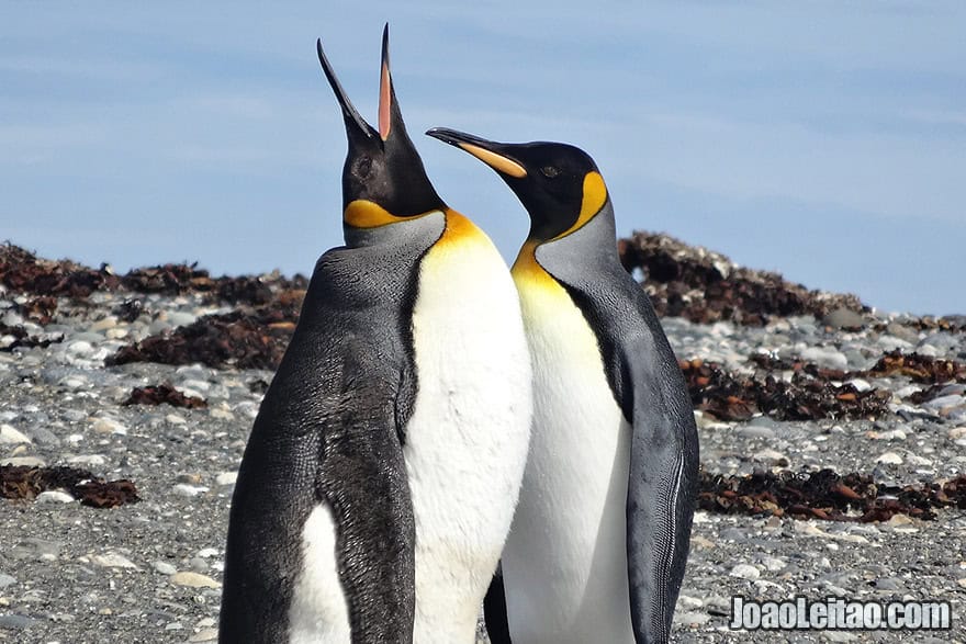 Photo of KING PENGUINS in Tierra del Fuego, Chile